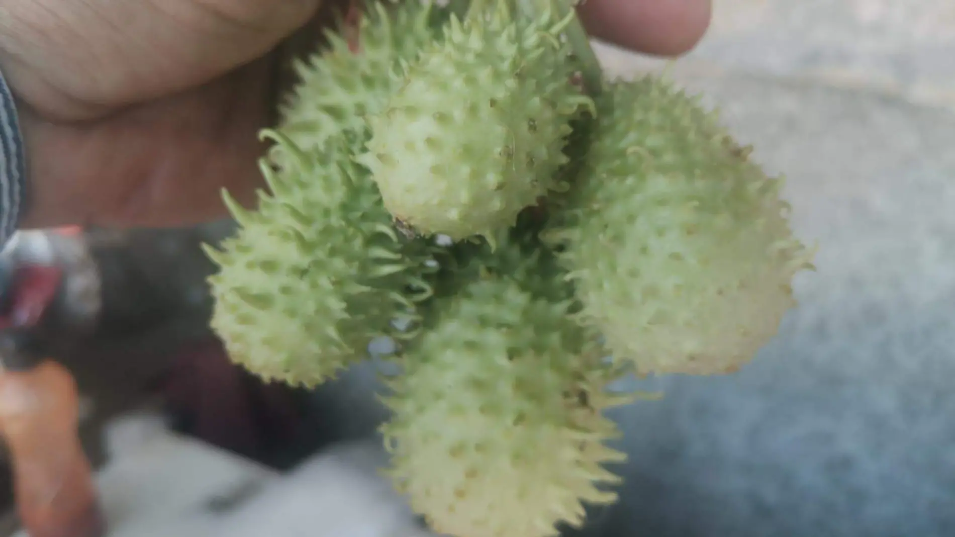 Chayotitos, un vegetal que sorprendió a consumidores de Veracruz y Tamaulipas 